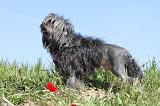 PETIT CHIEN LION 004